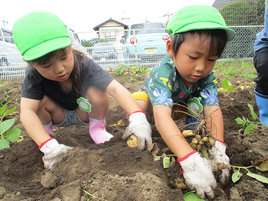 じゃがいも掘り
