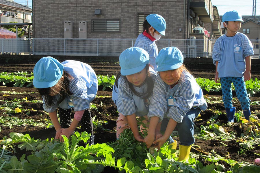 栗の実農園大根堀り